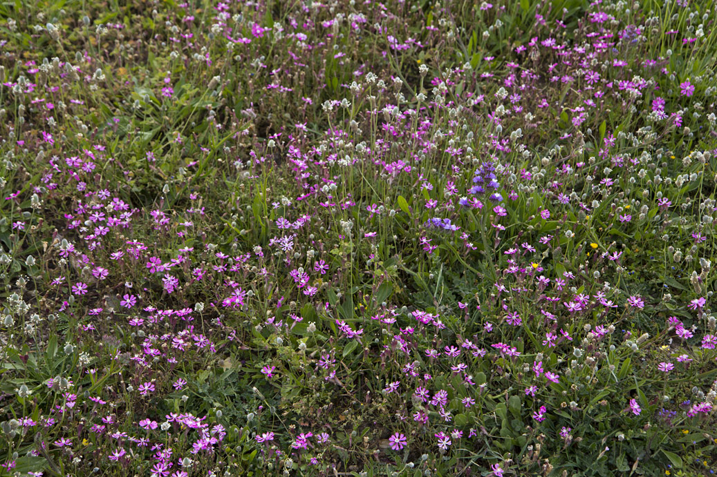 Image of Silene colorata specimen.