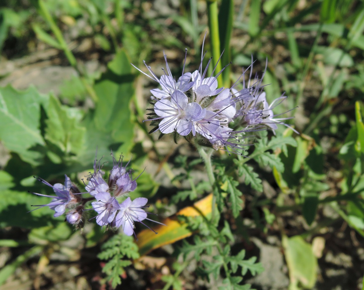 Image of Phacelia tanacetifolia specimen.