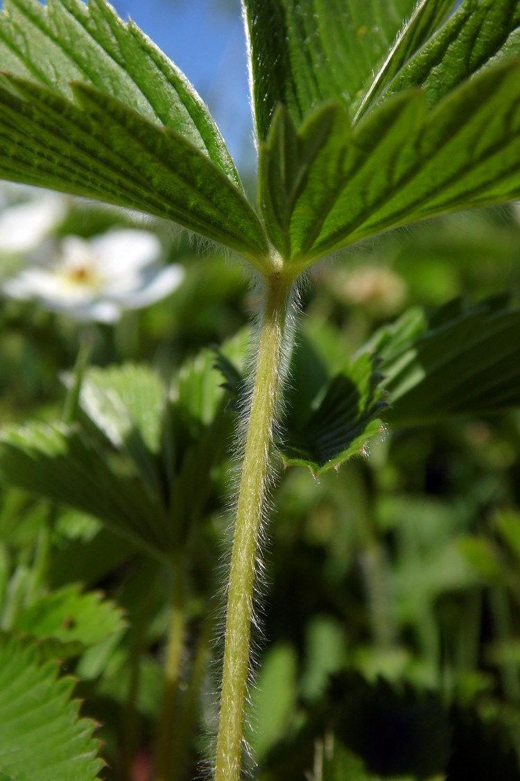 Изображение особи Fragaria campestris.