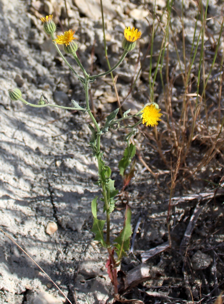 Image of Crepis kotschyana specimen.