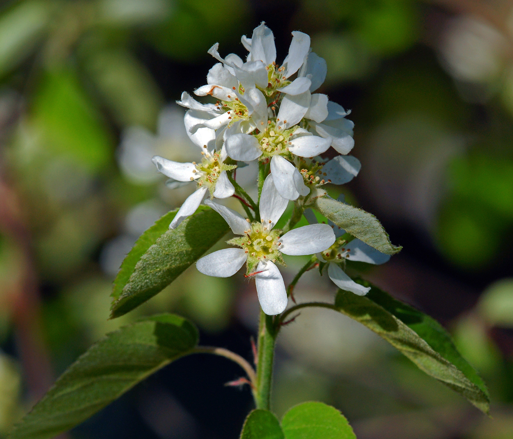 Image of Amelanchier spicata specimen.