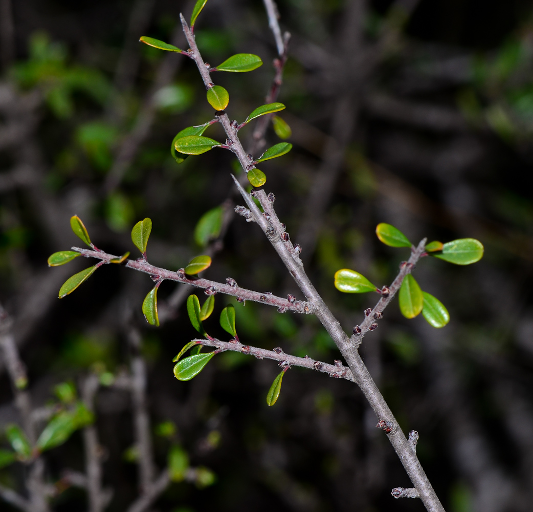 Image of Rhamnus lycioides specimen.