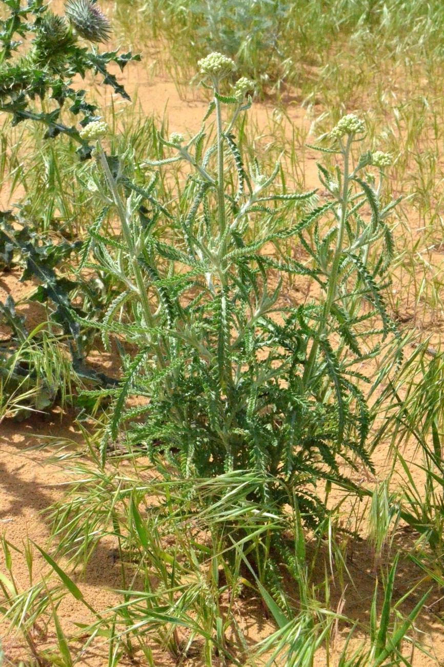 Изображение особи Achillea leptophylla.