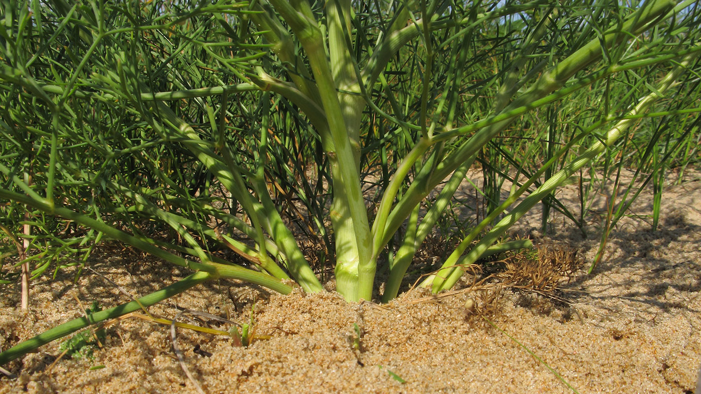 Image of Seseli arenarium specimen.