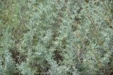 Смотреть изображение Artemisia taurica