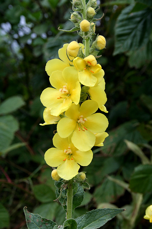 Изображение особи Verbascum phlomoides.