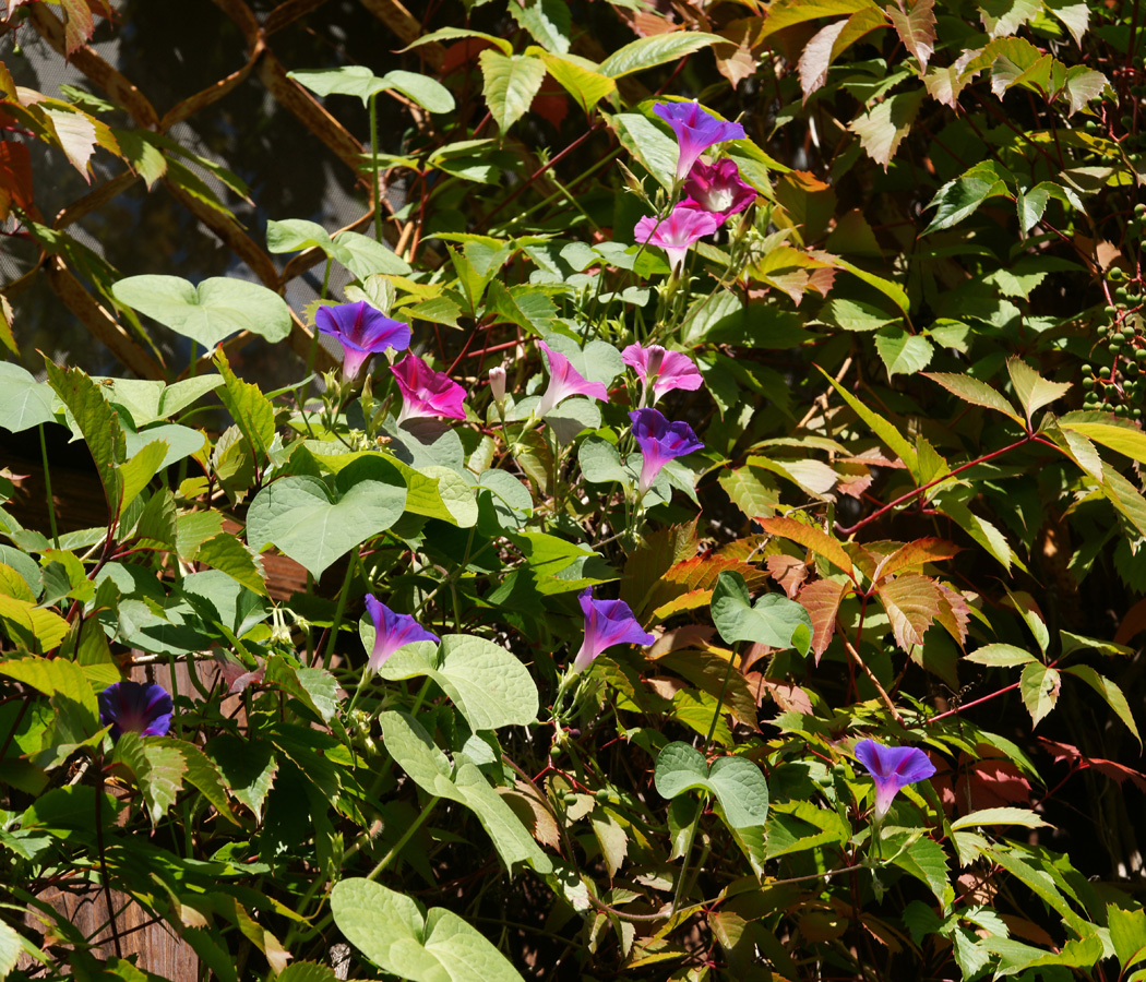 Image of Ipomoea purpurea specimen.