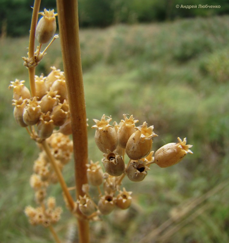 Image of Silene chersonensis specimen.