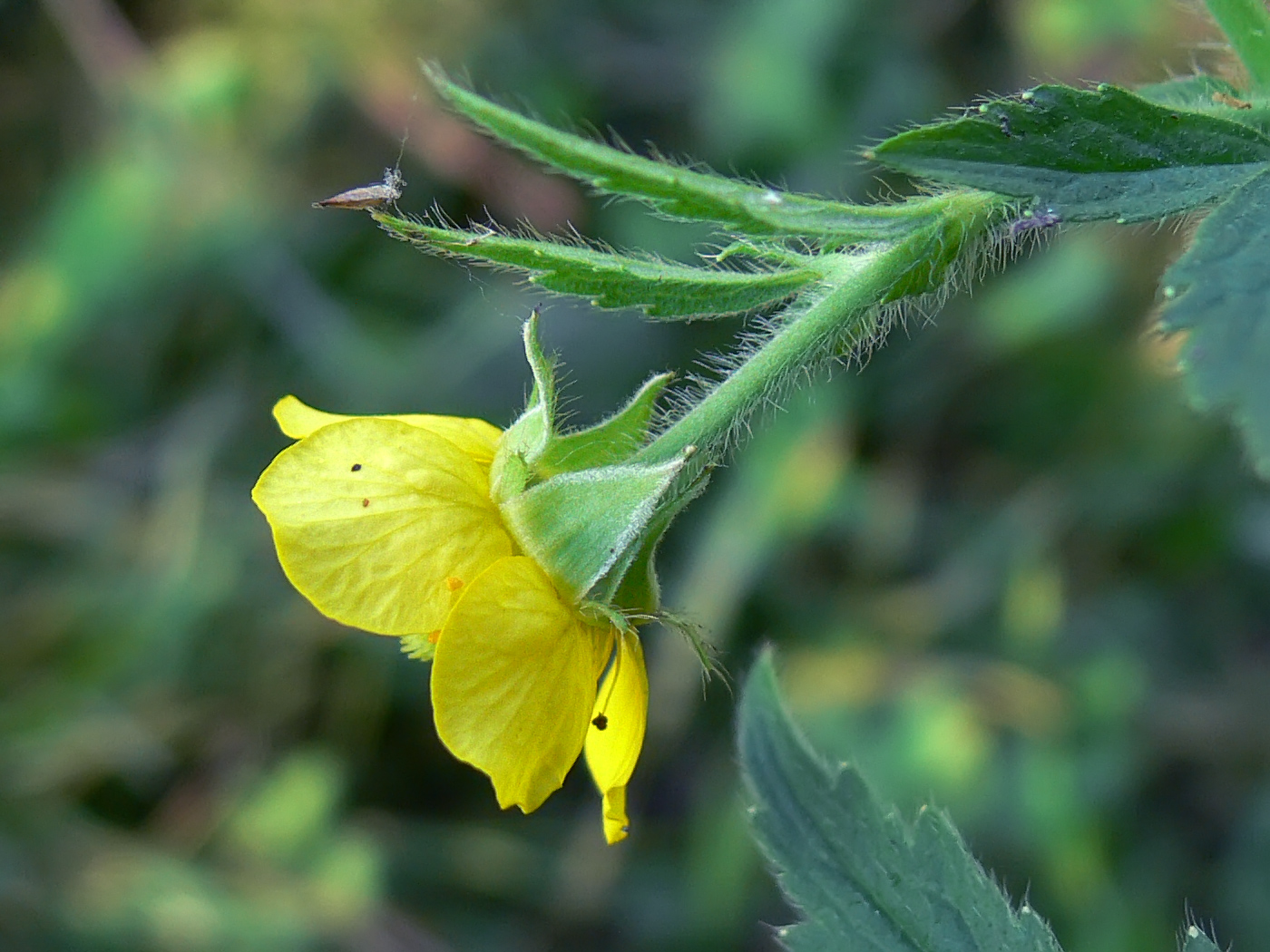 Изображение особи Geum aleppicum.