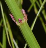 Russelia equisetiformis