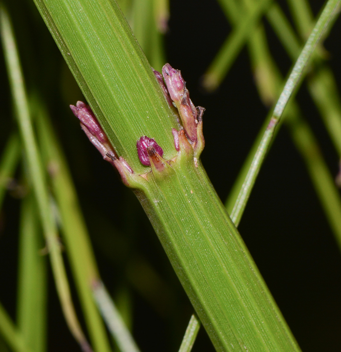 Image of Russelia equisetiformis specimen.