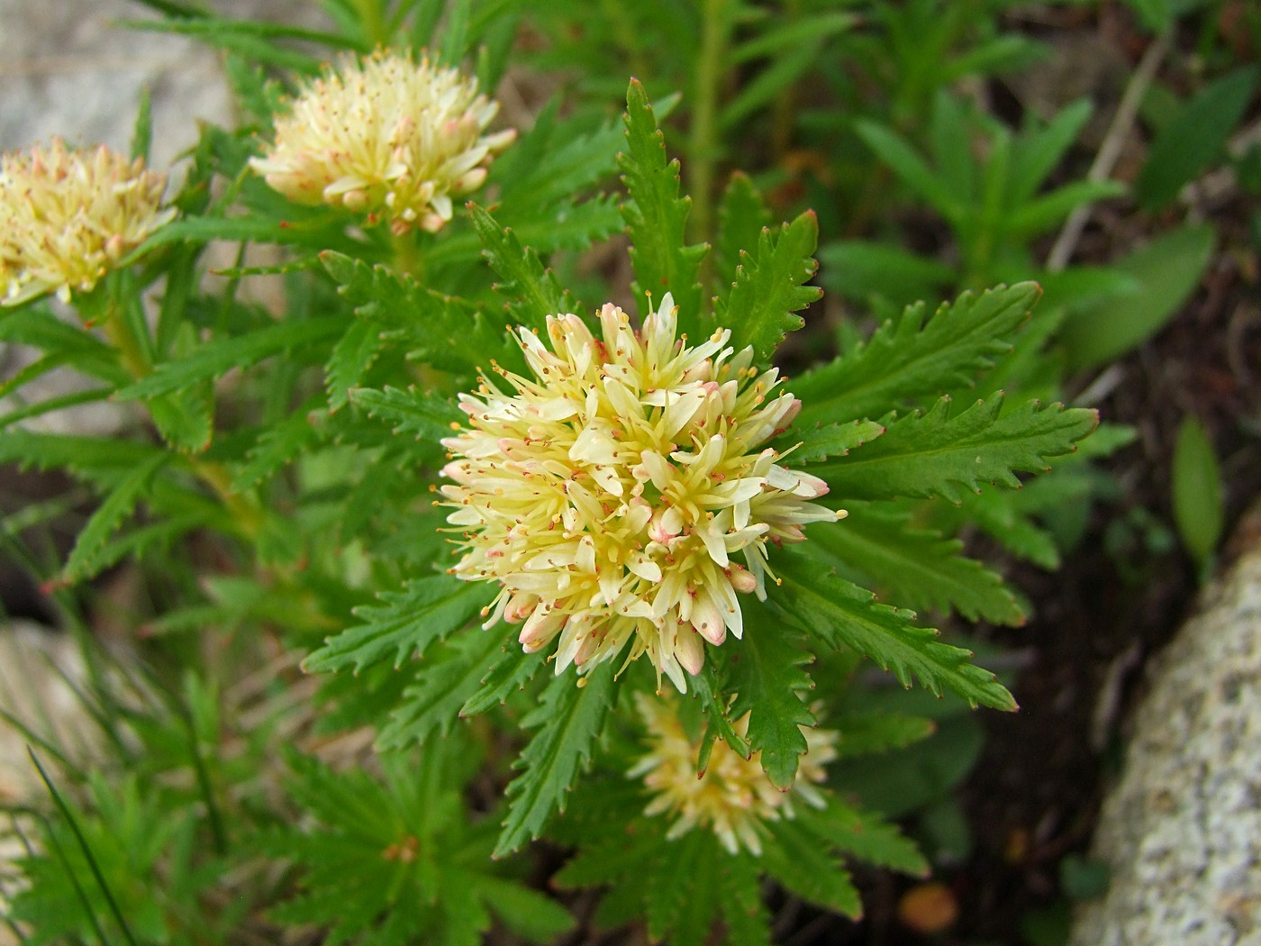 Изображение особи Rhodiola stephanii.