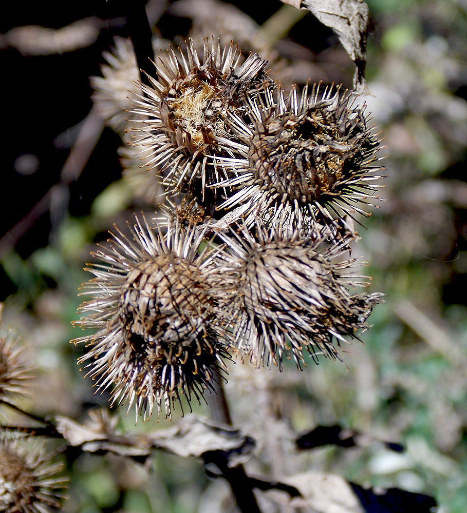 Image of Arctium lappa specimen.