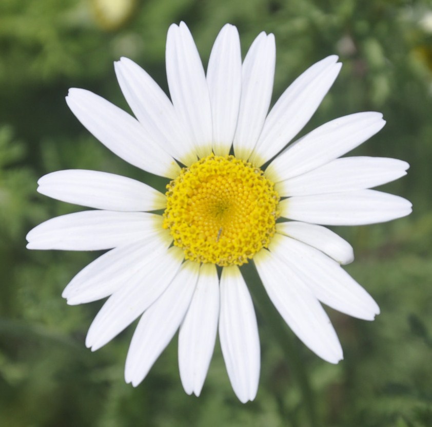 Image of genus Anthemis specimen.