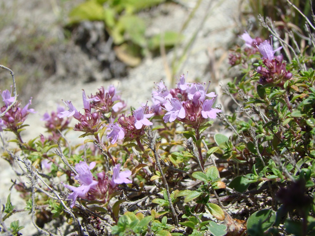 Image of Thymus dubjanskyi specimen.