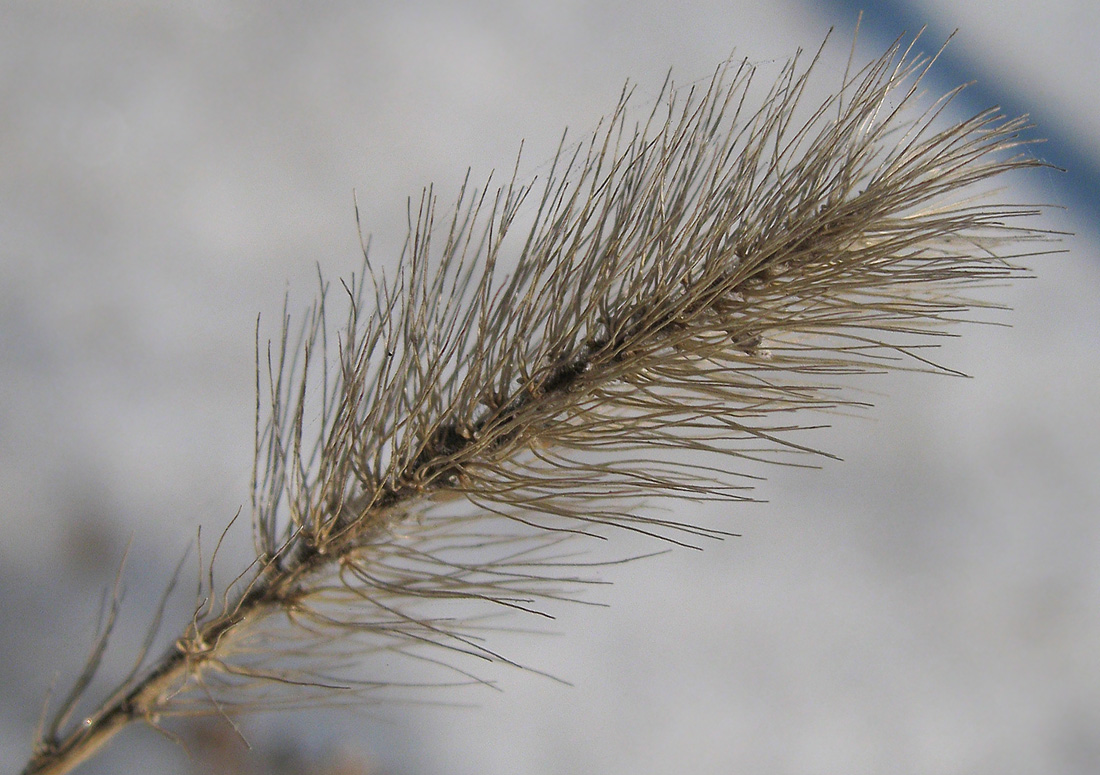 Image of genus Setaria specimen.