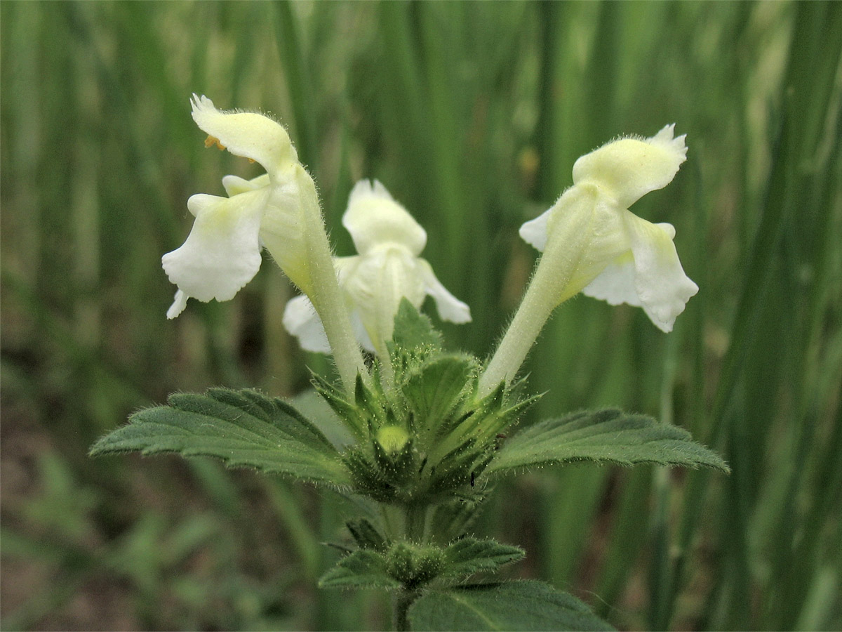 Image of Galeopsis segetum specimen.