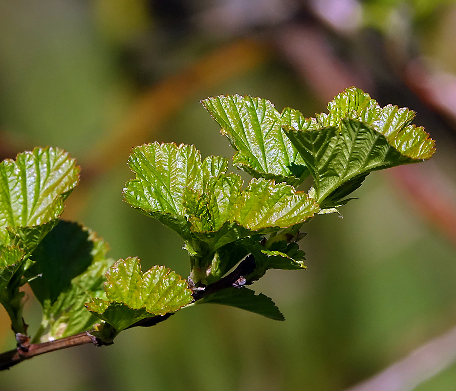 Image of Physocarpus opulifolius specimen.