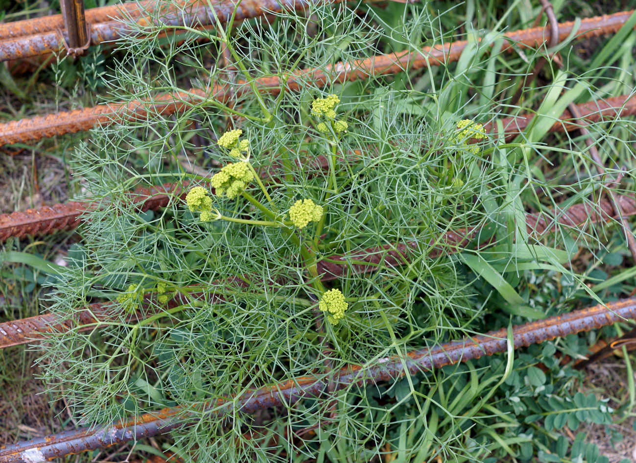 Image of Szovitsia callicarpa specimen.