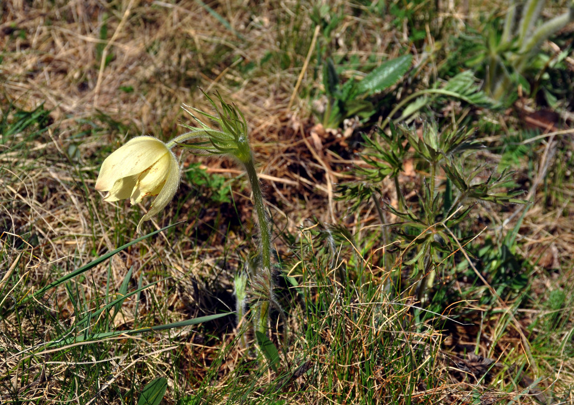 Image of Pulsatilla orientali-sibirica specimen.