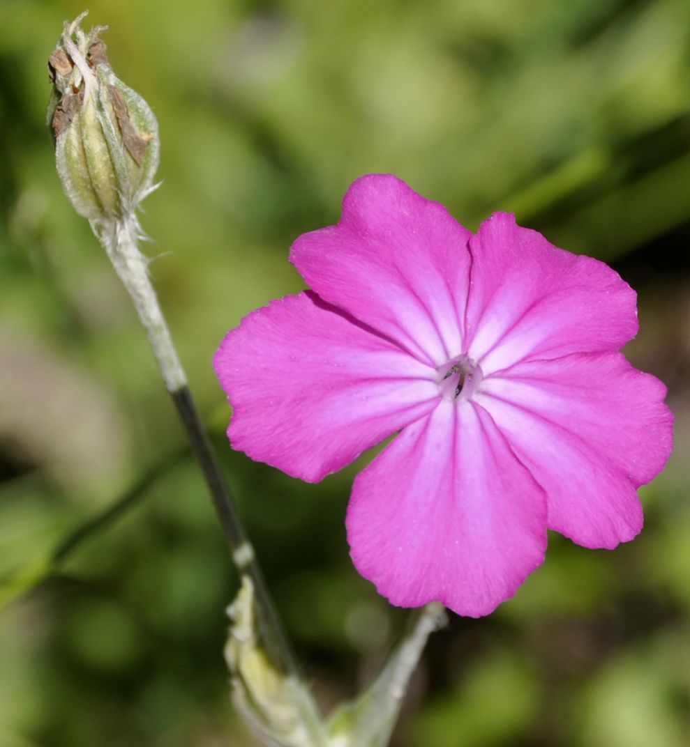 Изображение особи Lychnis coronaria.