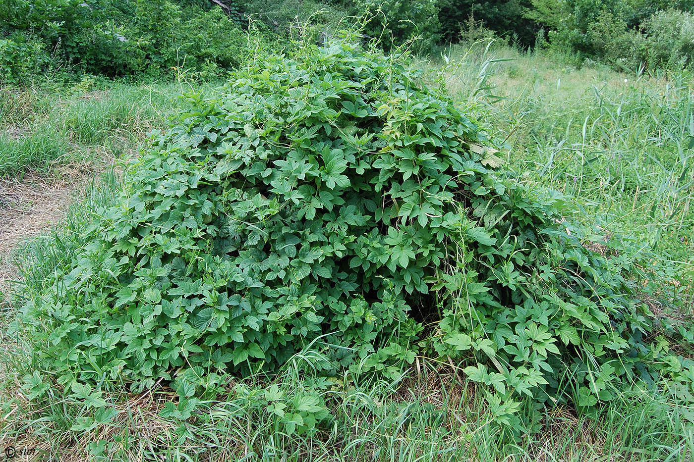 Image of Humulus lupulus specimen.