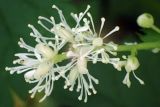 Actaea spicata