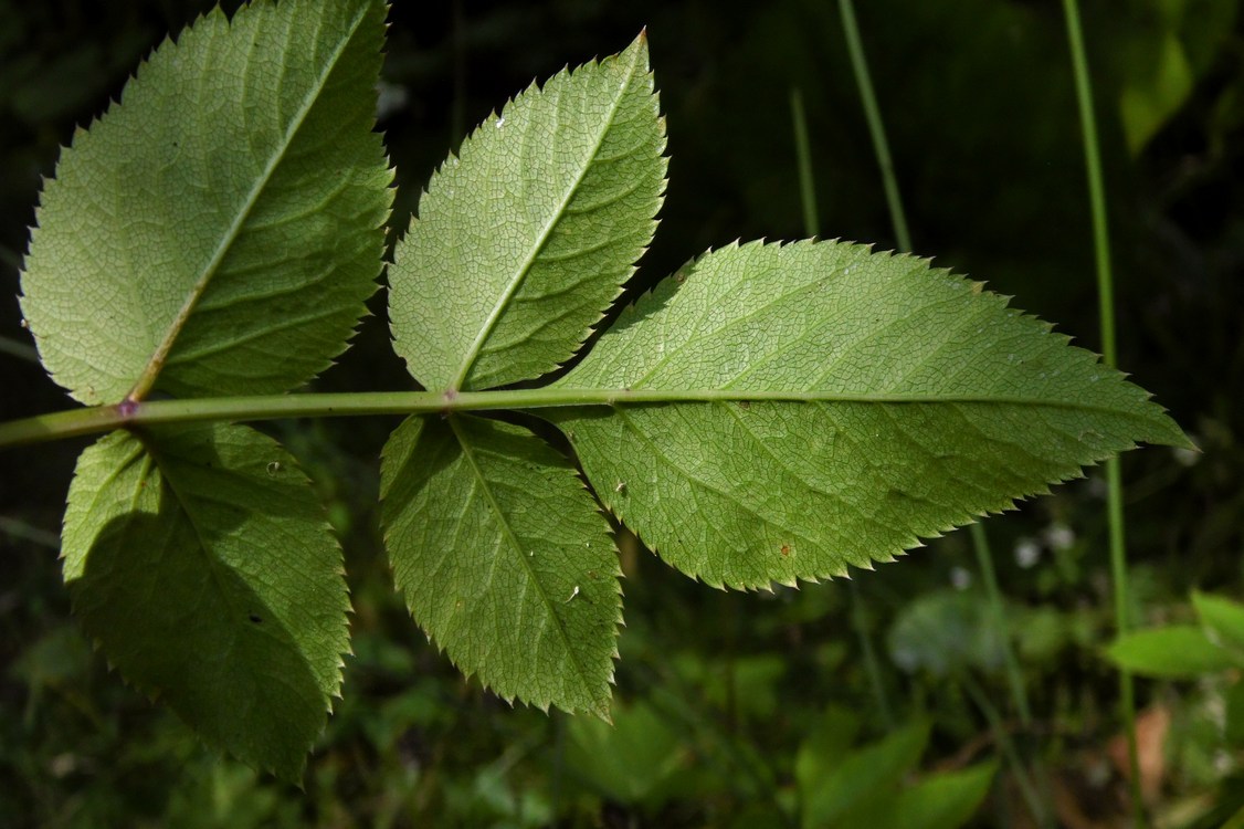 Изображение особи Angelica sylvestris.