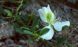 Capparis herbacea