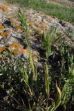 Bromus hordeaceus. Цветущее растение. Крым, Керченский п-ов, м. Зюк. 2 мая 2010 г.