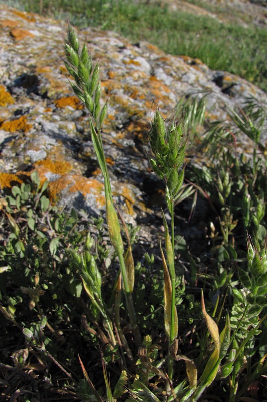 Image of Bromus hordeaceus specimen.