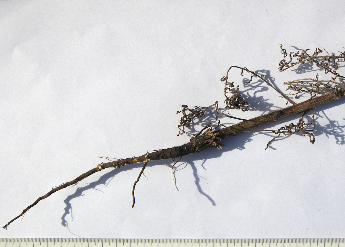 Image of Centaurea diffusa specimen.