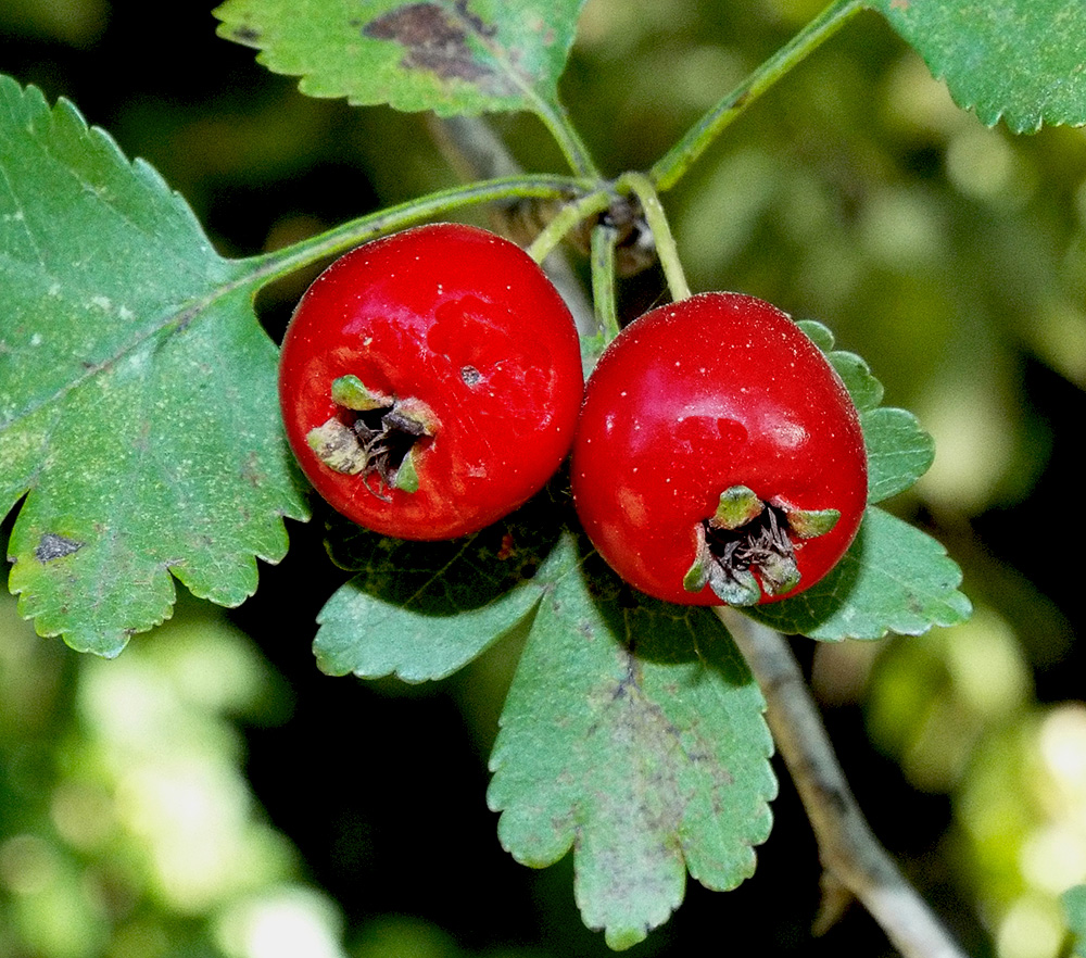 Image of Crataegus microphylla specimen.