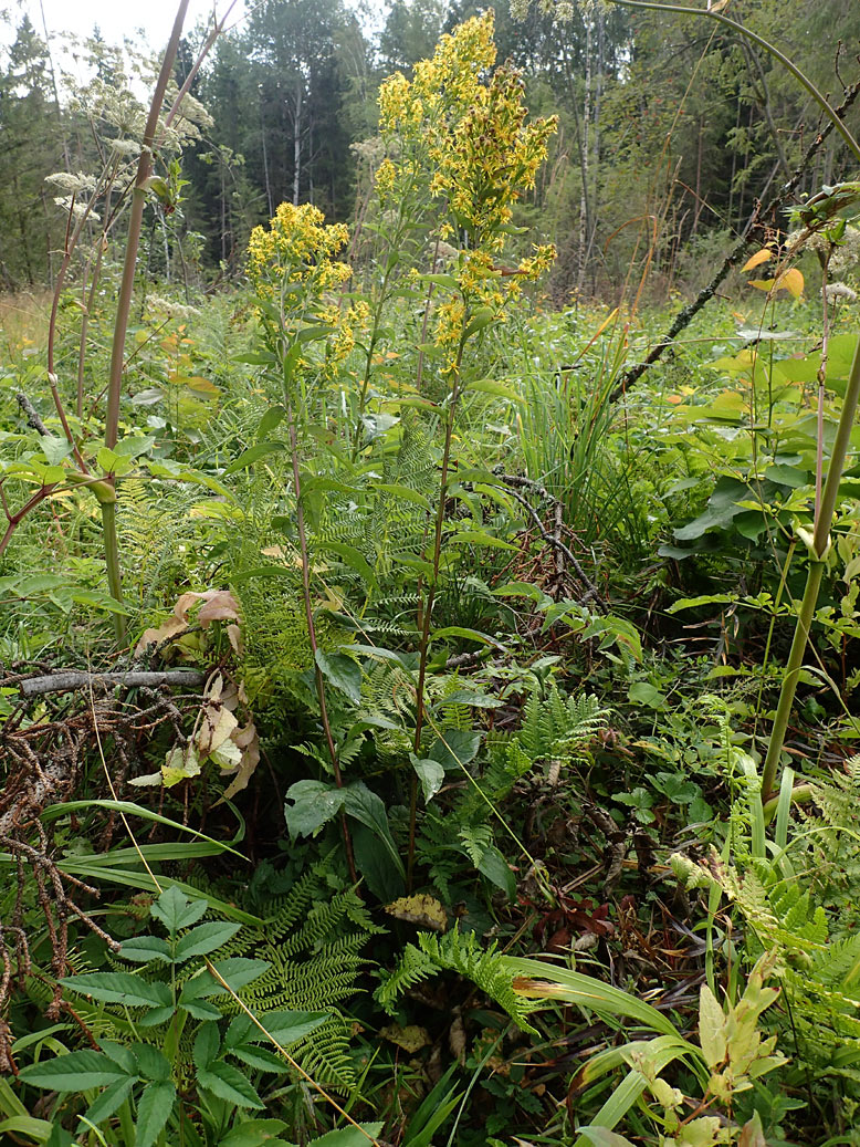 Изображение особи Solidago virgaurea.