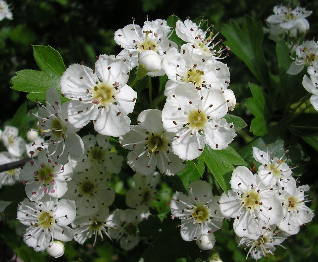 Image of Crataegus monogyna specimen.