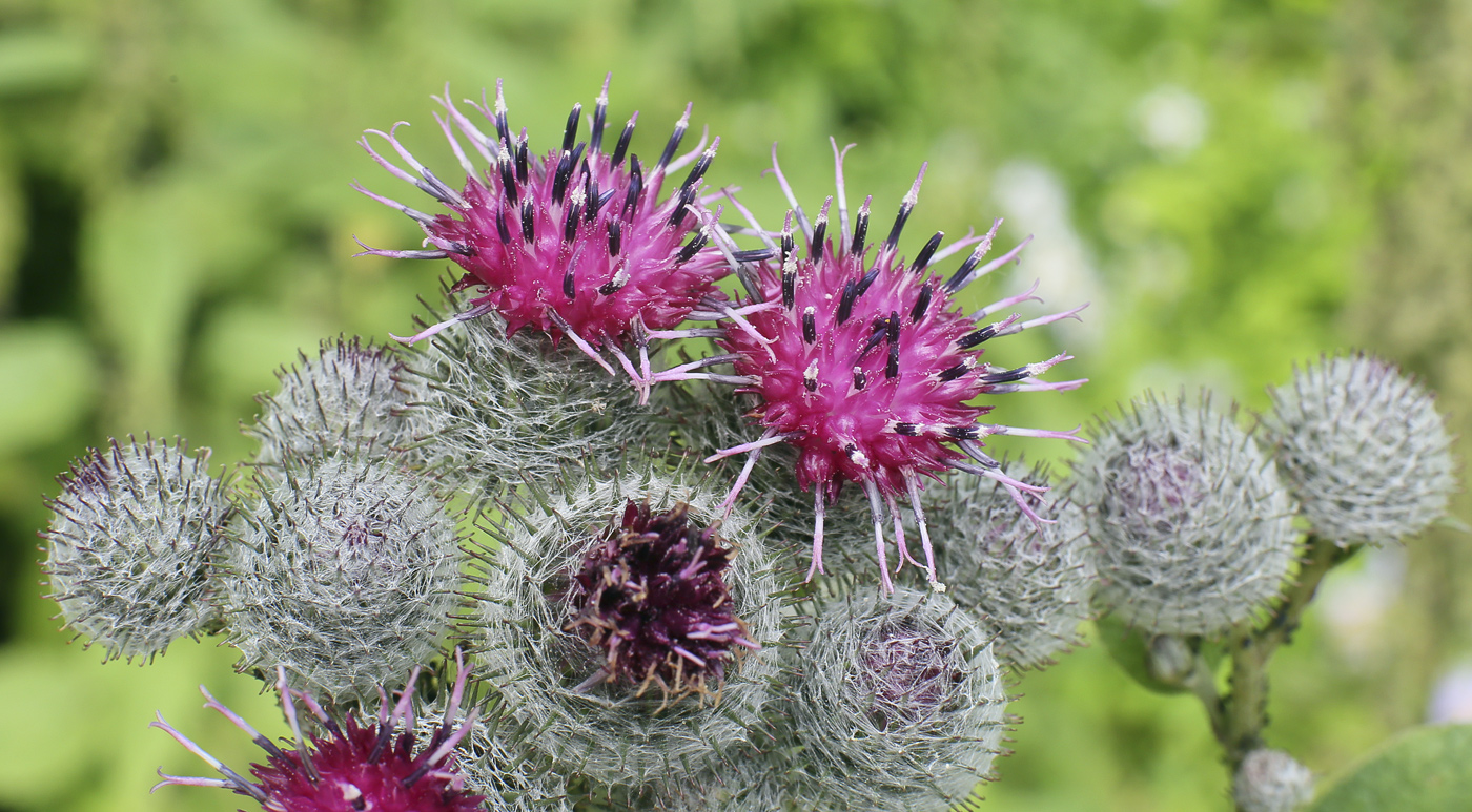 Изображение особи Arctium tomentosum.