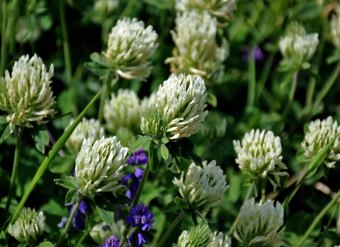 Image of Trifolium canescens specimen.