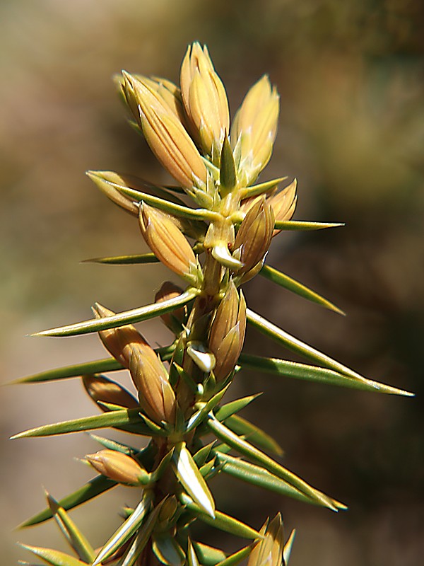 Image of Juniperus oblonga specimen.