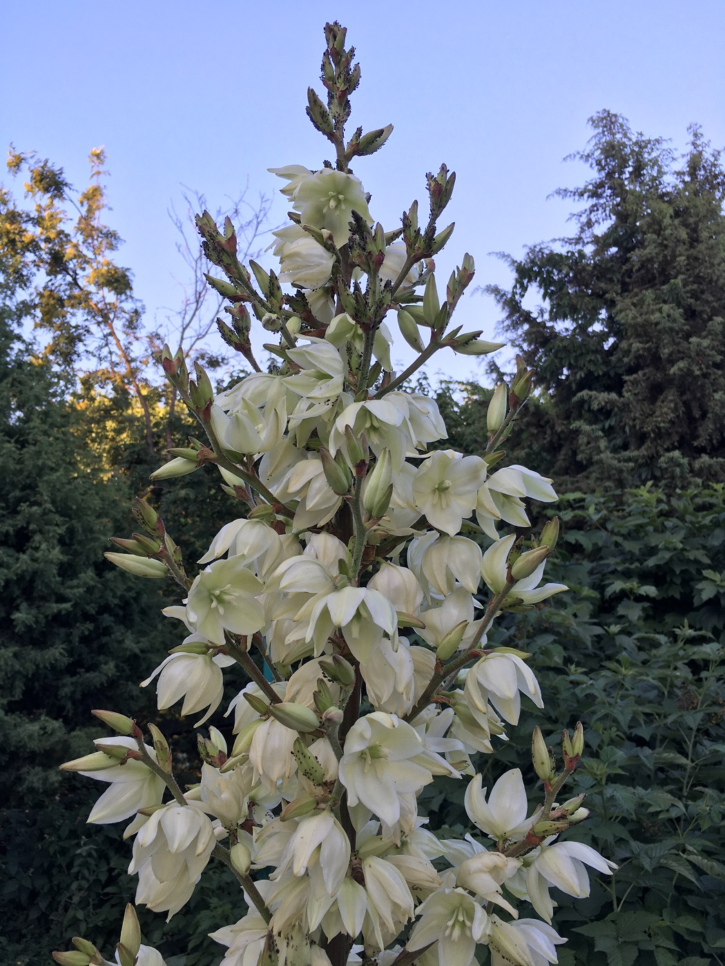 Image of Yucca filamentosa specimen.