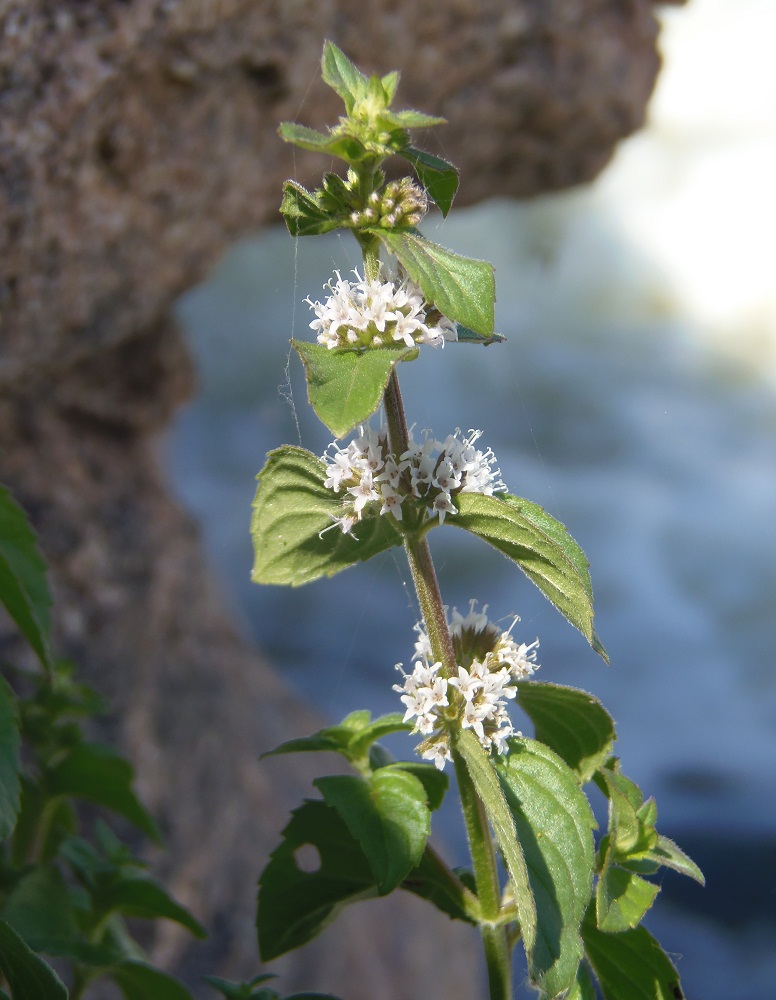 Image of Mentha arvensis specimen.