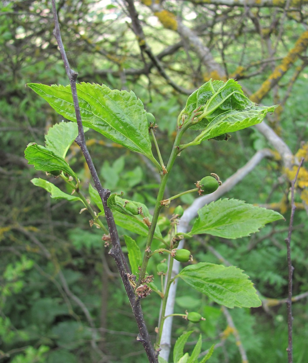 Изображение особи Celtis glabrata.