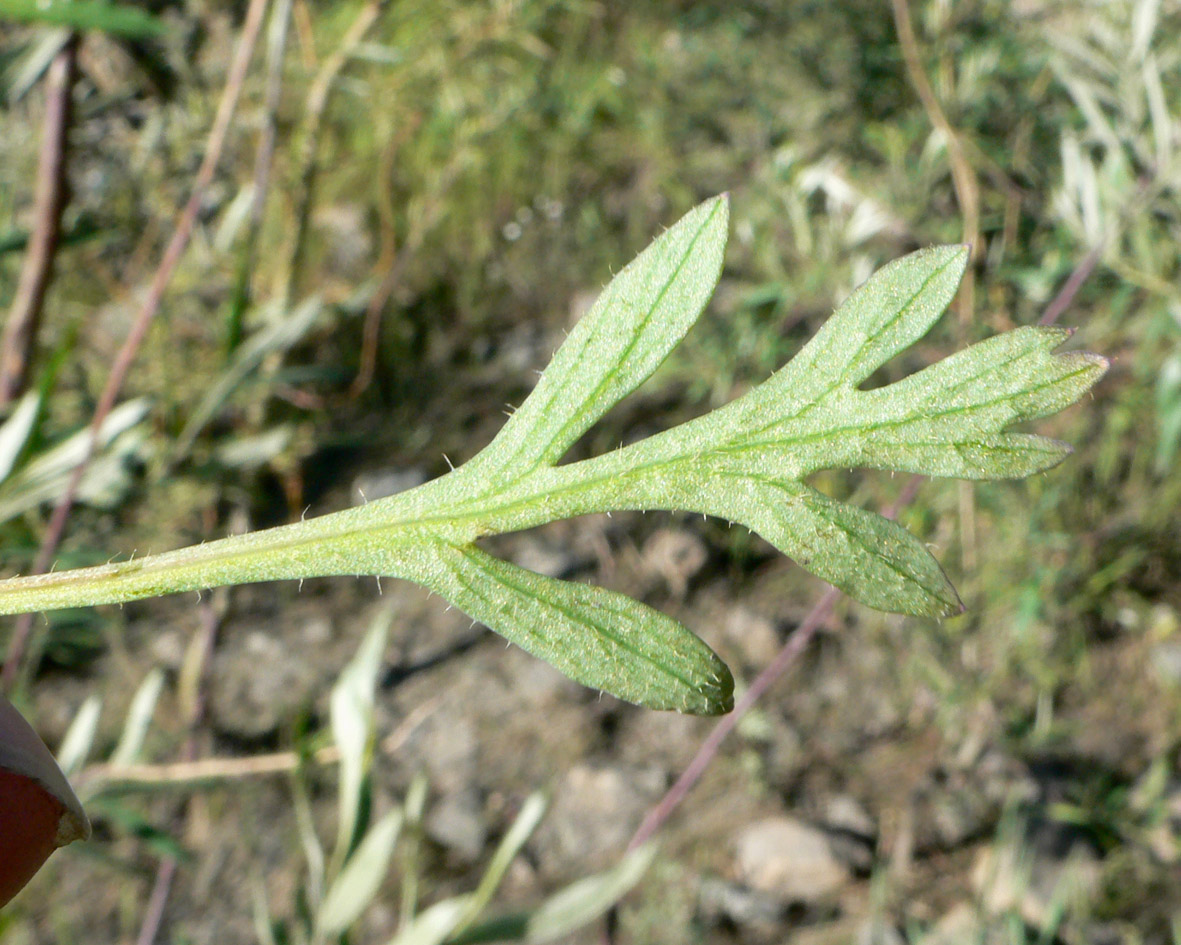 Изображение особи Papaver lapponicum ssp. orientale.