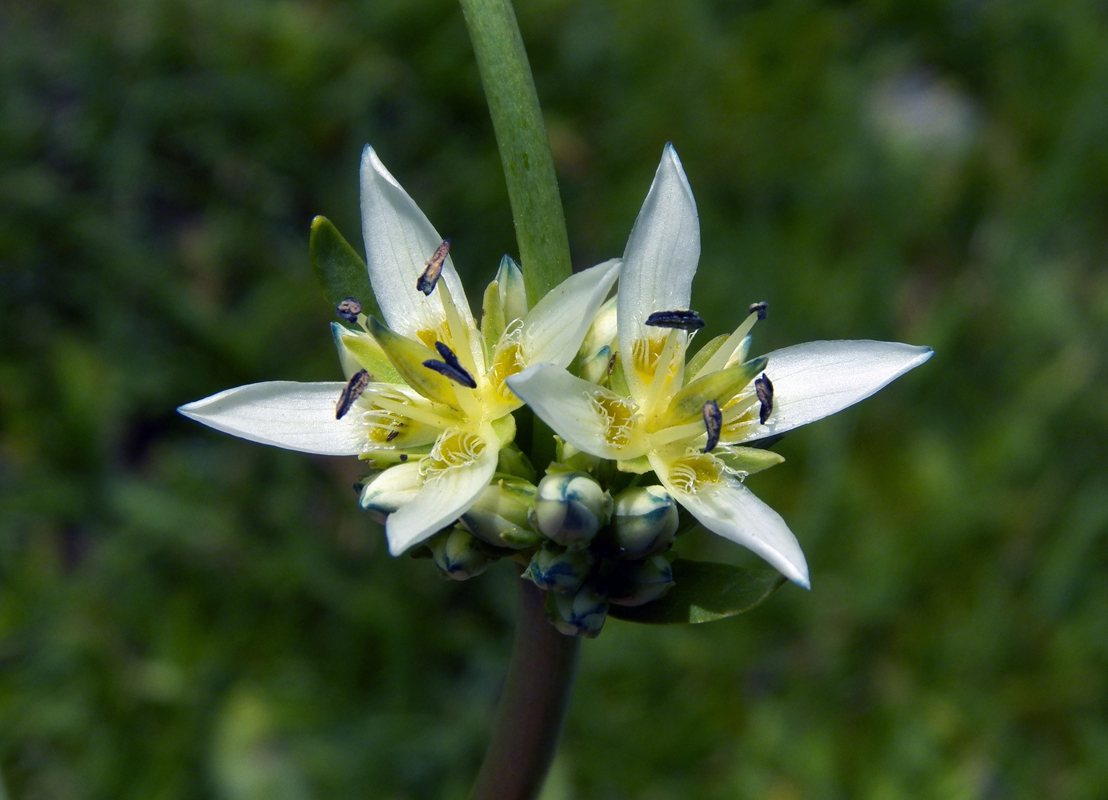 Image of Swertia lactea specimen.