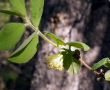 Lonicera pallasii