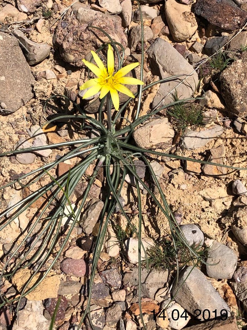 Изображение особи Scorzonera leptophylla.