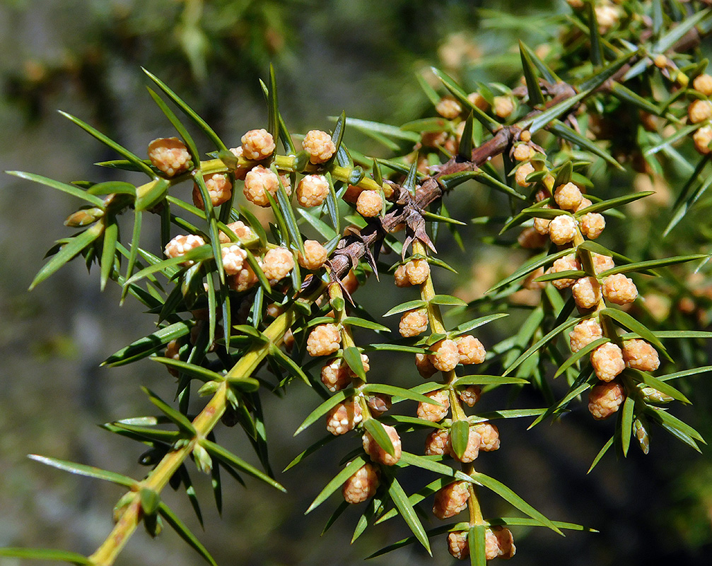 Изображение особи Juniperus deltoides.