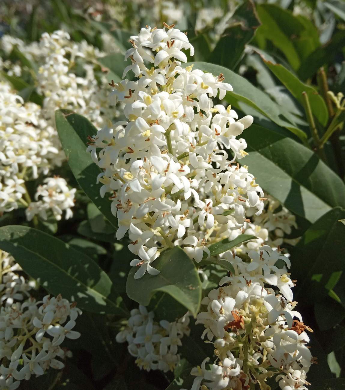 Image of Ligustrum vulgare specimen.