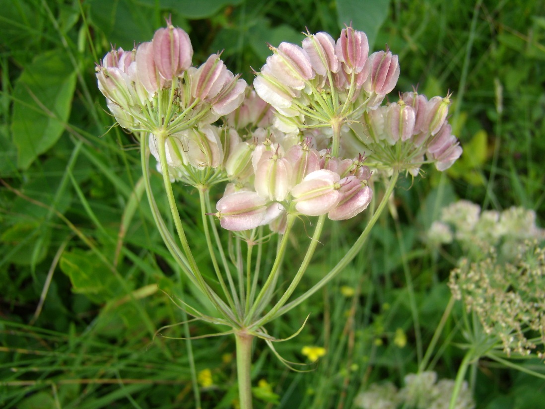 Image of Laserpitium alpinum specimen.