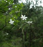 Anthericum ramosum