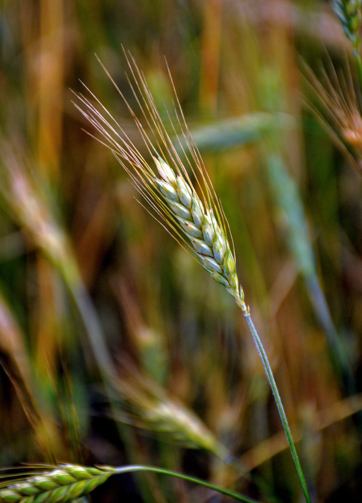 Изображение особи Hordeum vulgare.